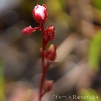 Drosera burmanni Vahl